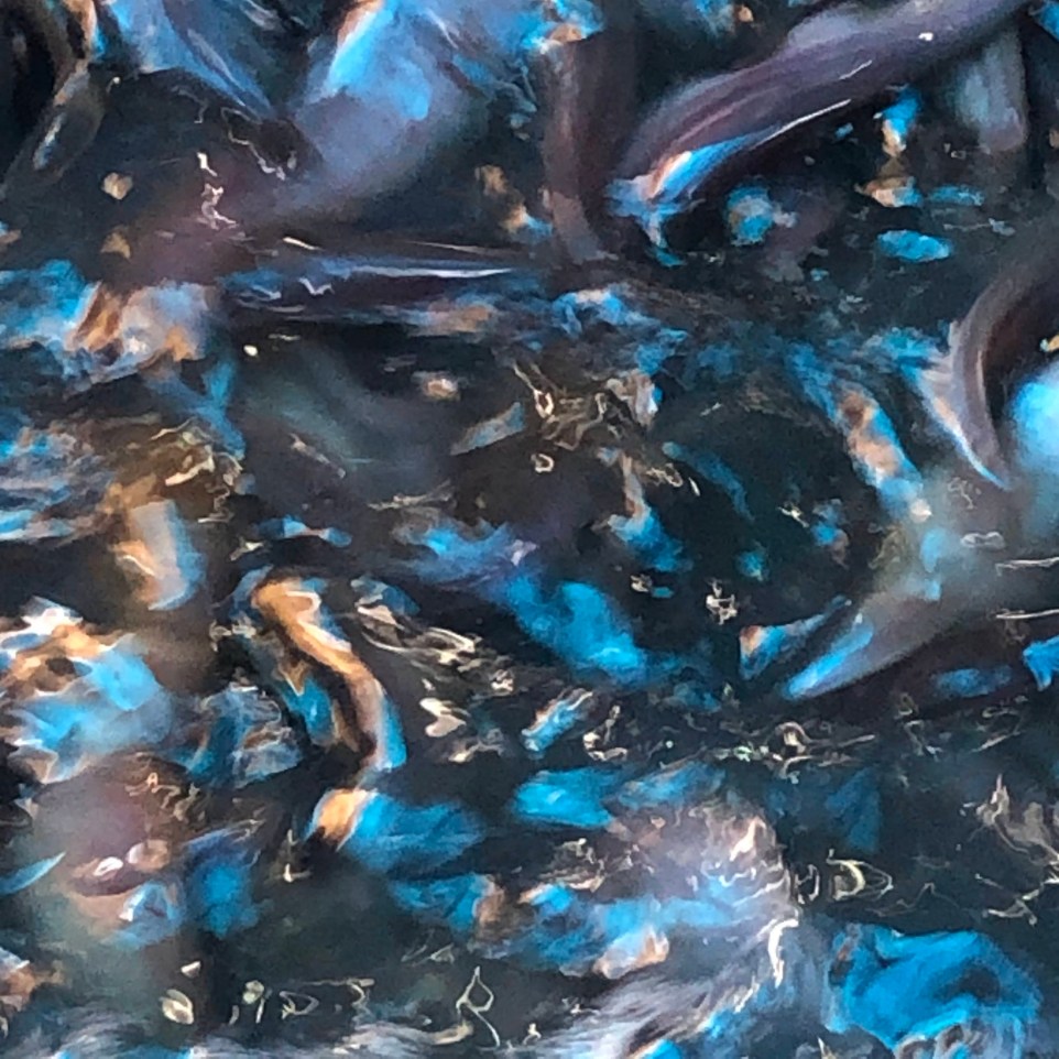 Image for Fish Market at Guwahati