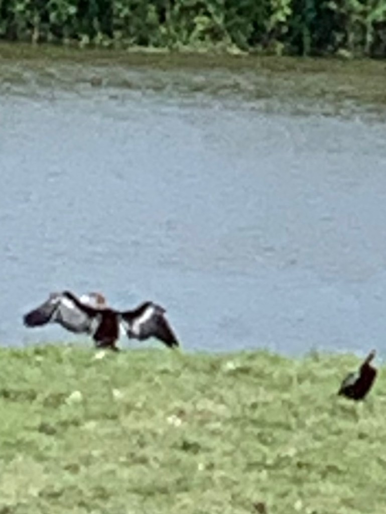 Image of Oriental Darter 