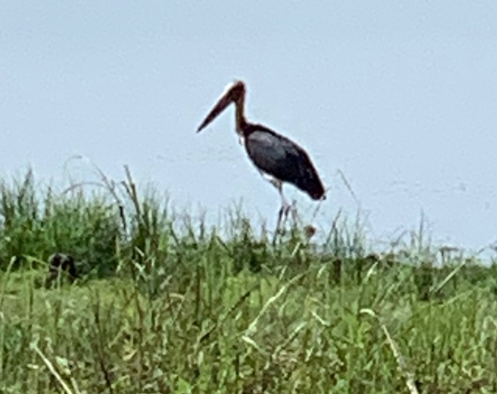 Image for Adjutant Crane 