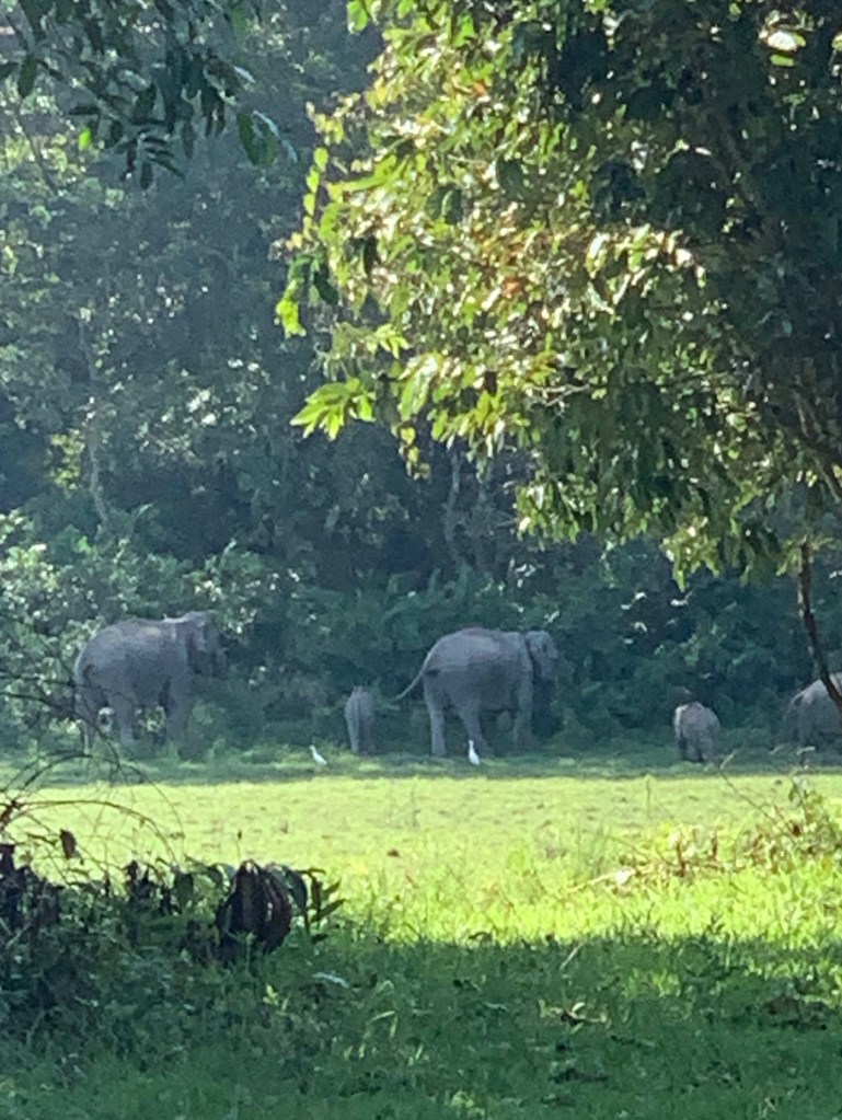 Image of a herd of Elephants 