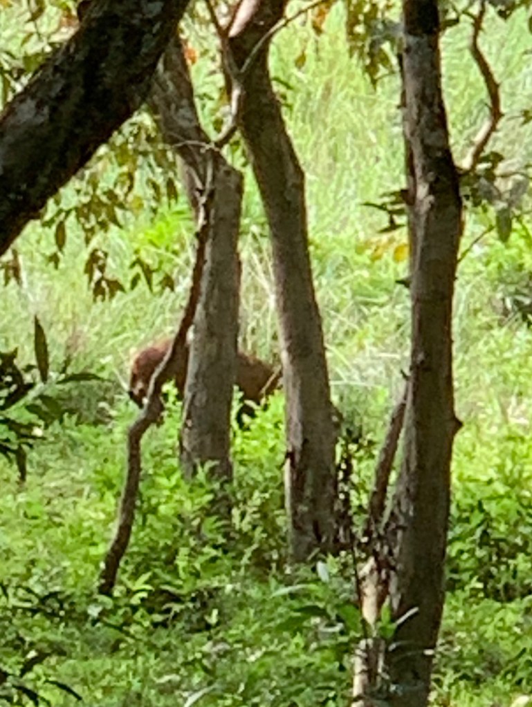 The Indian Swamp Deer 