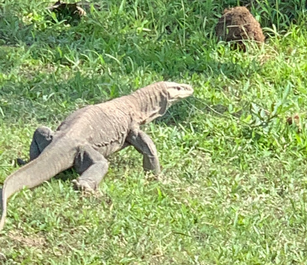 Image of the Bengal Monitor lizard 