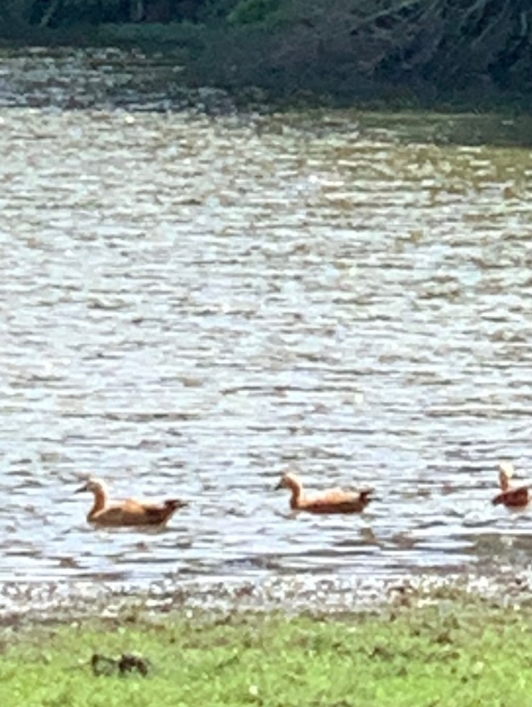 Image of ducks 
