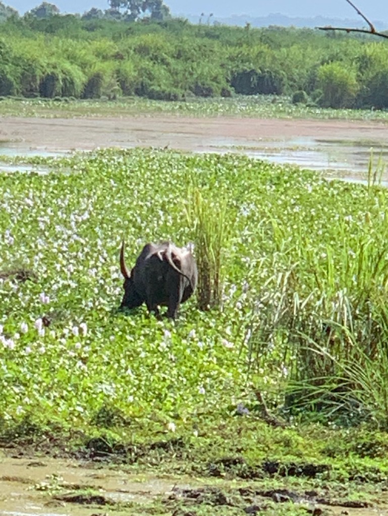 Image of the Indian Buffalo