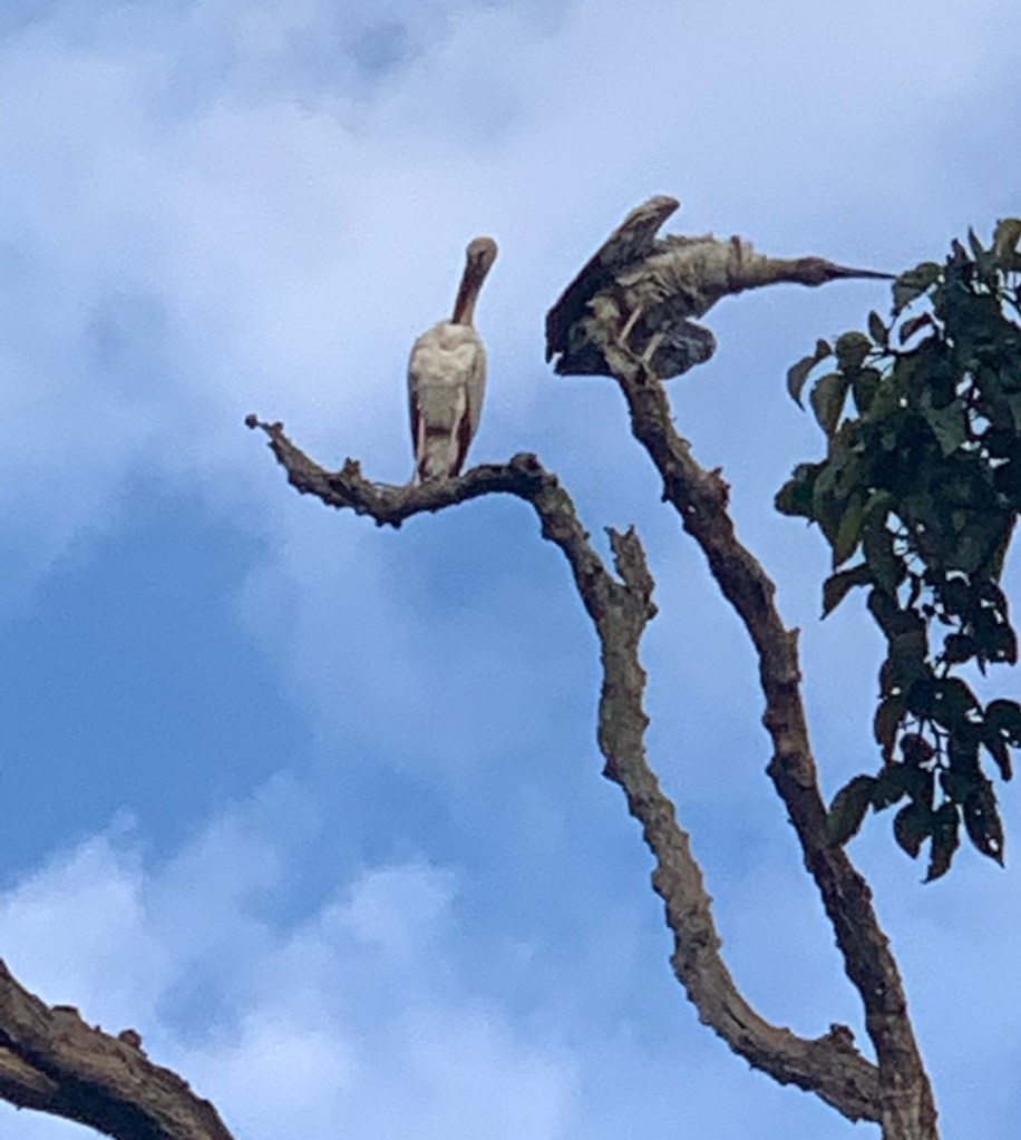 Image of Open Billed Stork 