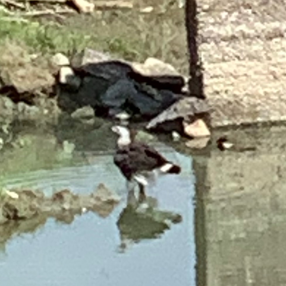 Image for Grey Headed Fish Eagle 
