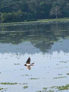 Image of bird in flight 