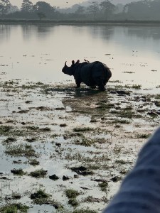 Image of the One Horned Rhino