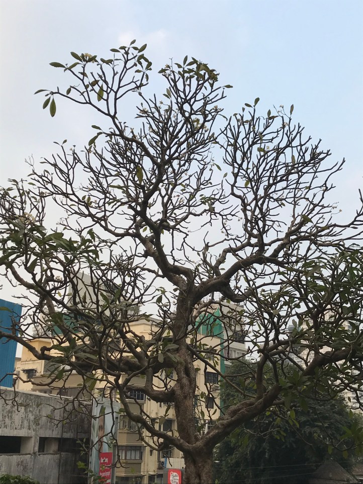 looking up in desolation