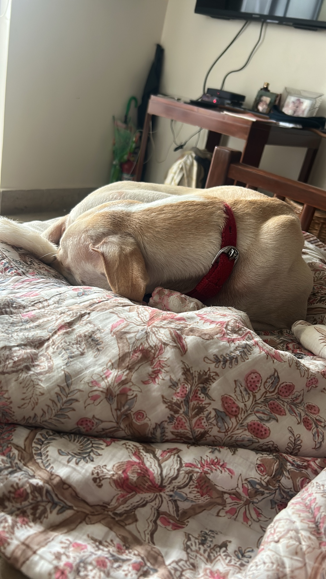 Doggie sitting made up most of MY summer holiday