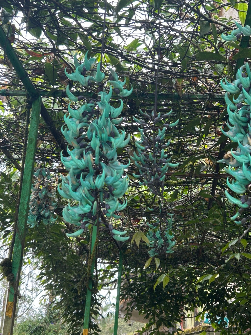 Christ Church, Flower gardens, & Some Traditional Culture ,&nbsp;Munnar