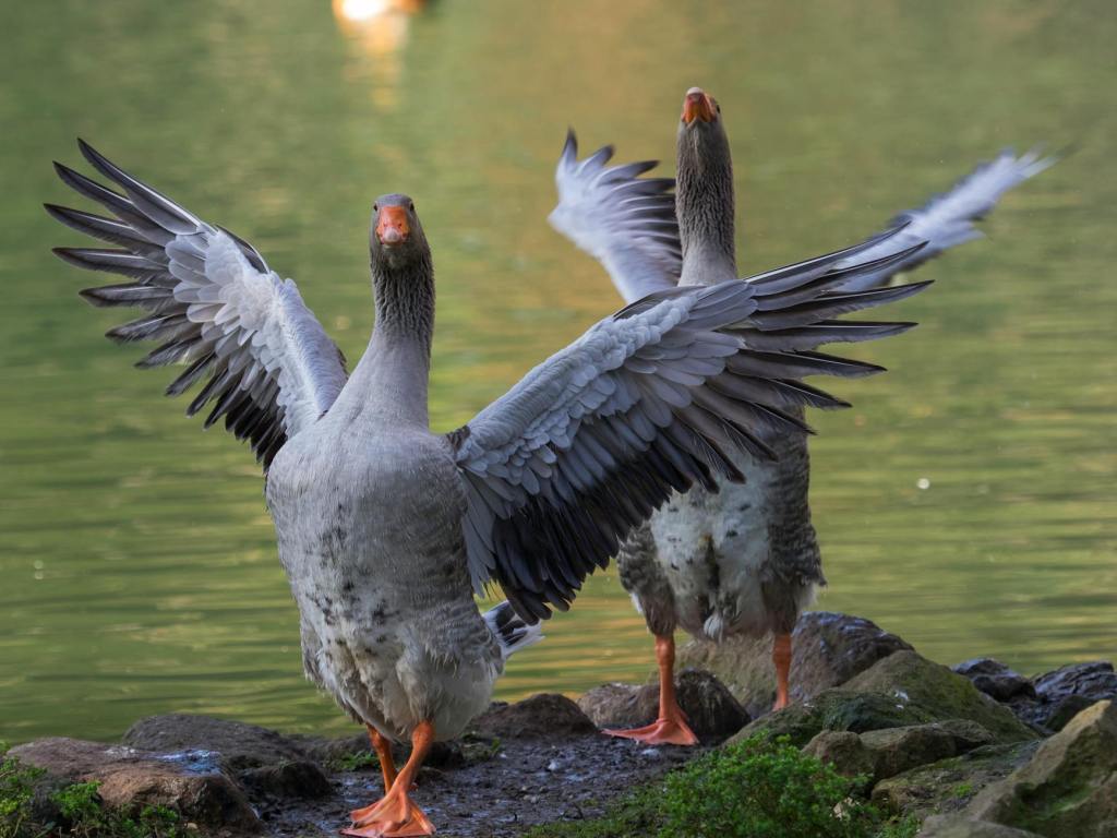 Sprouting Wings