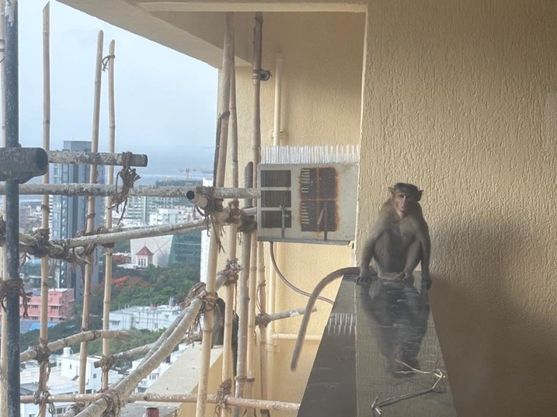 June and Monkey&nbsp;Business