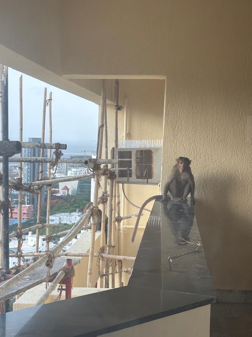 June and Monkey&nbsp;Business